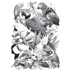 AVIAN WORLD 09597SA2.gif